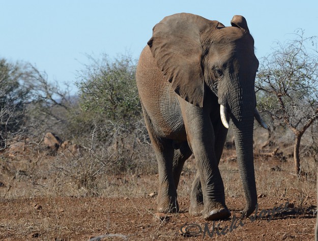 Large powerful elephant bull is following the herd
