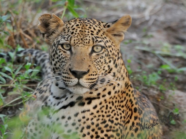 Leopard image Lower Sabie by Wildlife Focus Photography