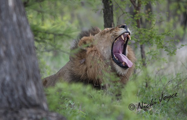 nomad lion brothers with kill