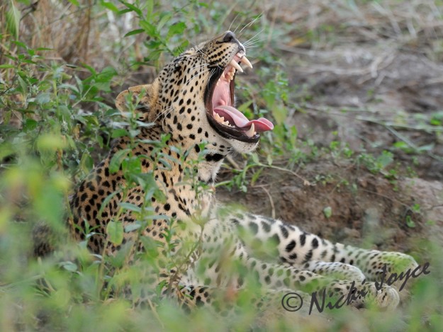 sub adult male leopard yawning