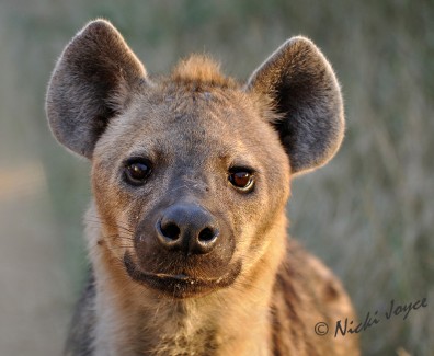 young hyena with beautiful brown eyes