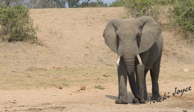 strolling away from the drinking hole