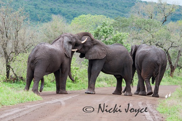 two elephant bulls fighting for power