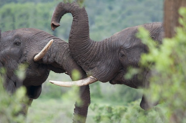 African Wildlife Portfolio - elephant bulls raising trunks in the fight