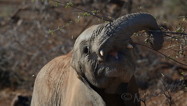 elephant calf manoeuvres branches to be able to eat it