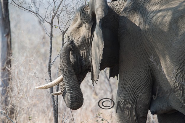 Elephant cow scratching her eye