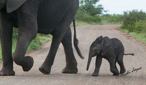 elephant calf with mother crossing the dusty trail