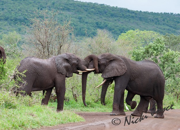 Elephant Bull covering eyes of the opponent during their power struggle