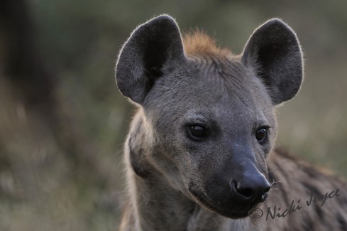 hyena with scar on neck