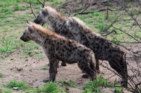 trio hyenas looking at the wild-dogs