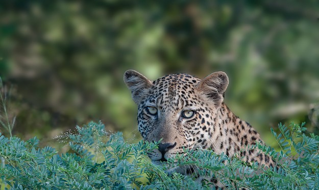 watchful male leopard