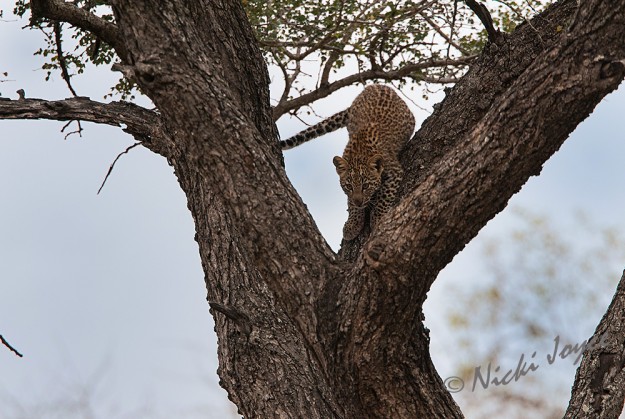 Leopard cub coming down the tree