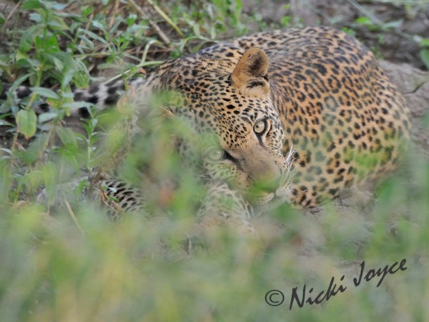 Eye to Eye contact with this beautiful leopard