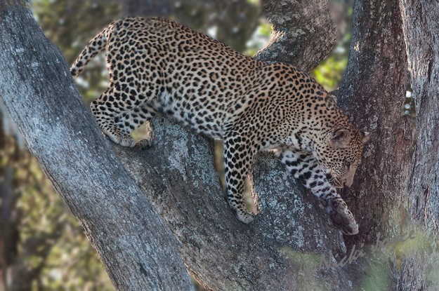 leopard jumping after the dropped impala kill