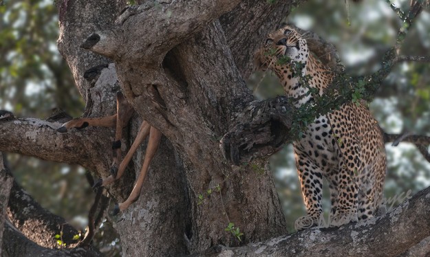 leopard looking chuffed with himself