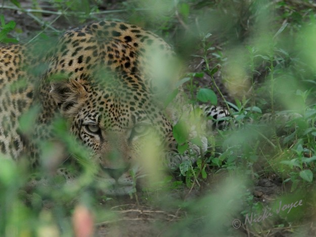 Leopard eyes visible through the green and red foliage