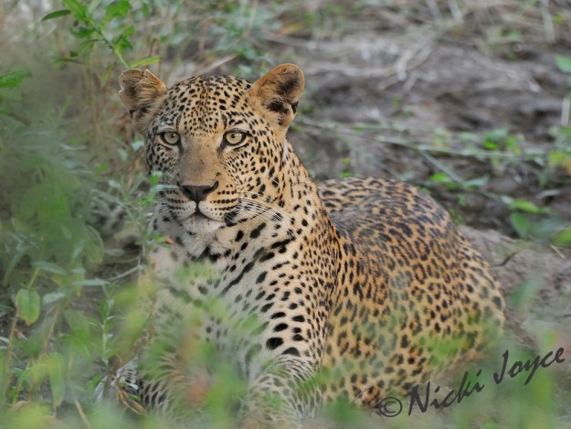 Gorgeous looking leopard is alert while resting