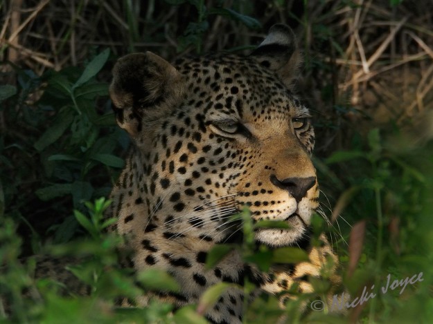 Leopard wary of noise and shadows