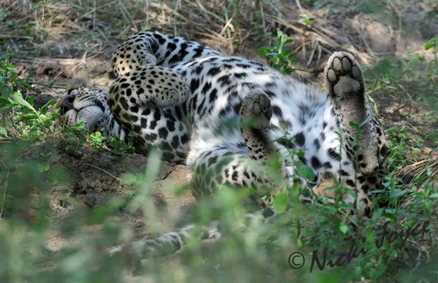 leopard rolling around on the ground