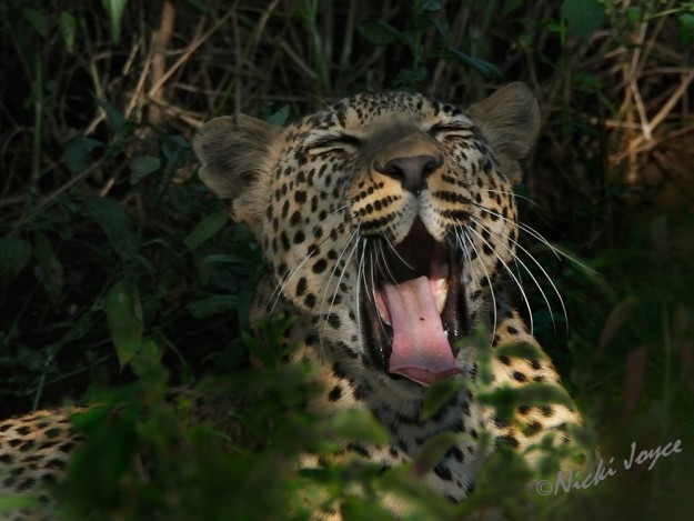 leopard yawning with eyes closed