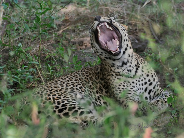 Big wide yawn - male leopard