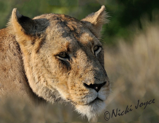 lioness relaxing mood
