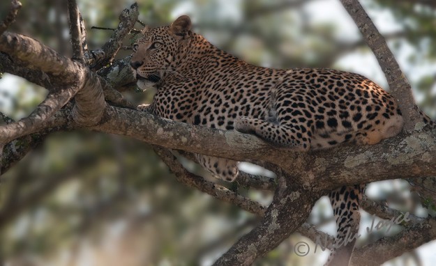 leopard scanning the area for hyenas to steal his meal