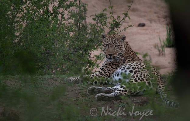 leopard's fat tummy after a buffalo kill feast