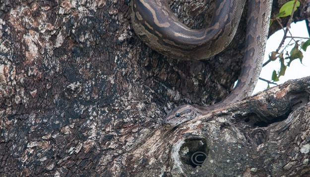 rock python is hungry looking around for prey