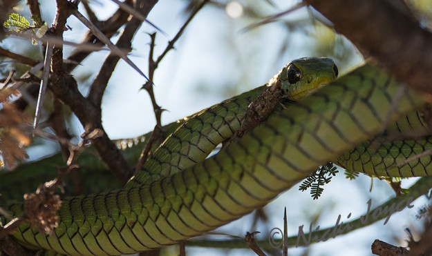 deadly stare of a male boomslang