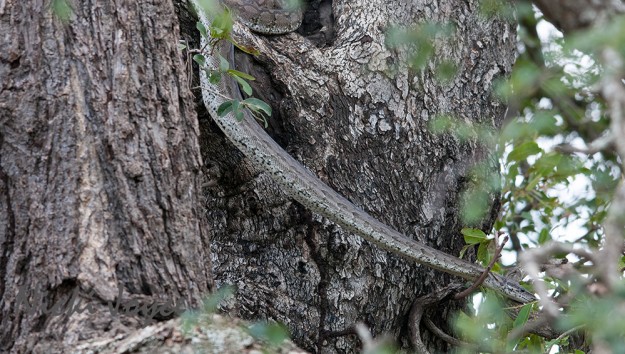 rock python is stretched out searching for his food