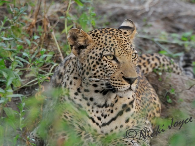 leopard sharp eyed