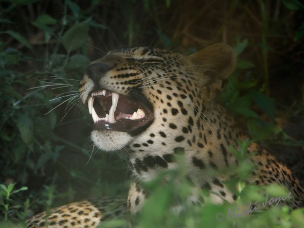 leopard's strong canines are killing machines