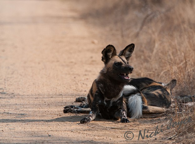 wild-dog strong teeth visible, able to rip their prey