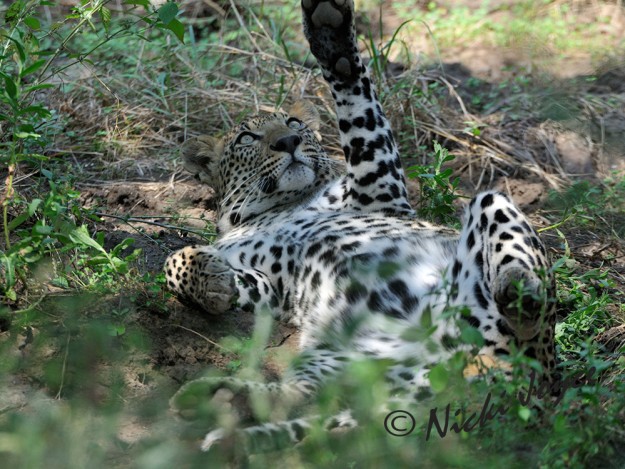 leopard while rolling stretches paw and leg