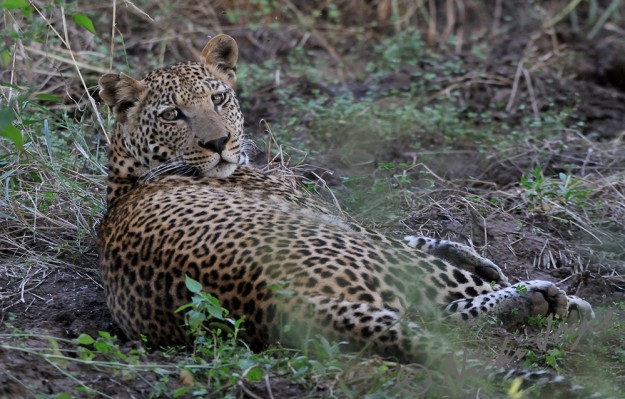 leopard moving his head to look behind him