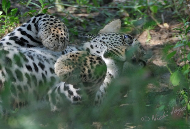 leopard lying playfully on his back with big shiny eyes visible