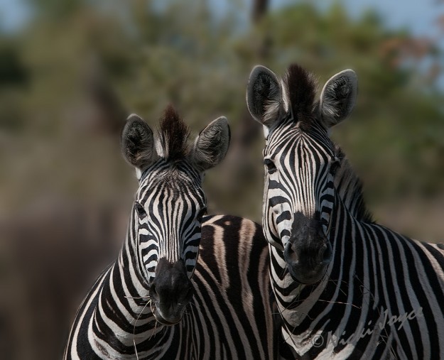 zebra duo very curious
