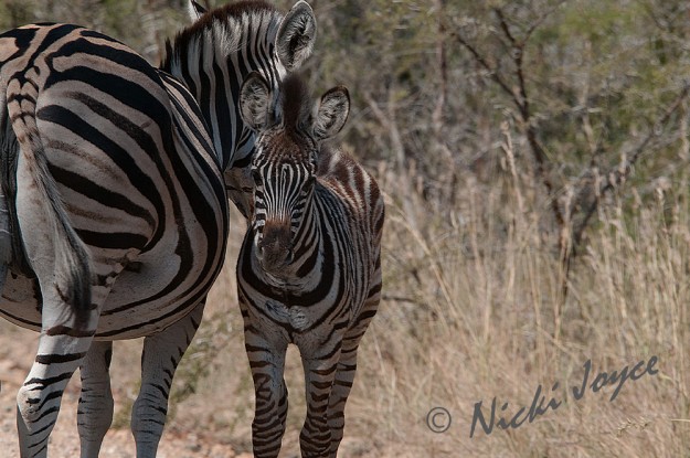 bonding of mother and her zebra foal