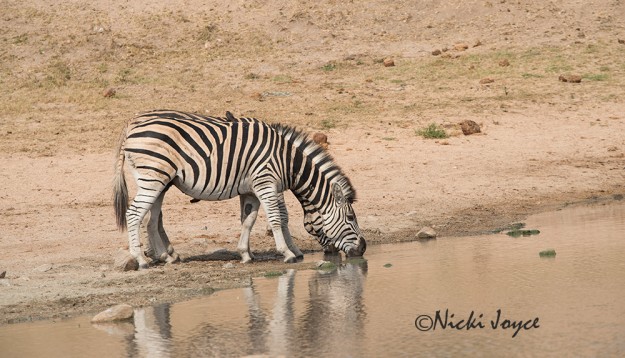 Photocopies - Zebra Pair