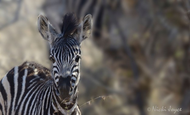 little zebra foal relaxing in the shade