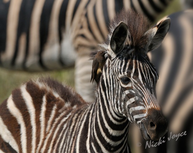 attentive zebra foal with ox-pecker