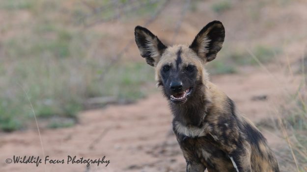 Cape Hunting Dog bares teeth