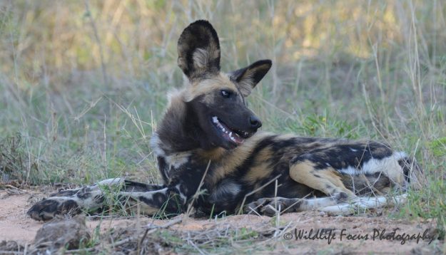 wild dog - open mouth showing it's killer teeth