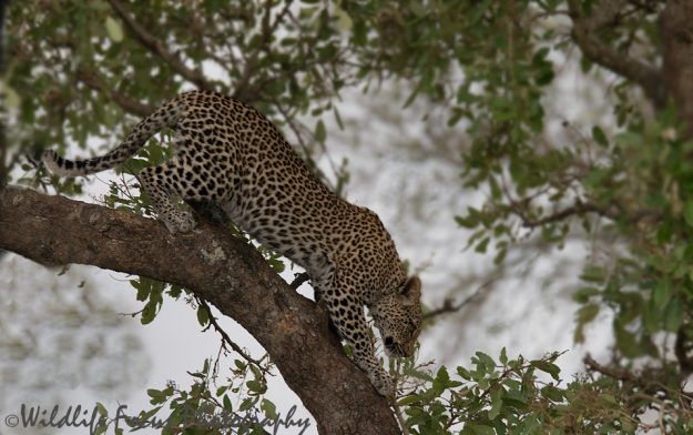 African leopard moving down the apple leaf tree