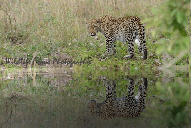 Leopard reflection in the water of a dam