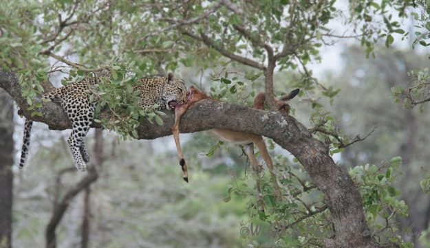 African leopard enjoying the tender parts of her impala kill