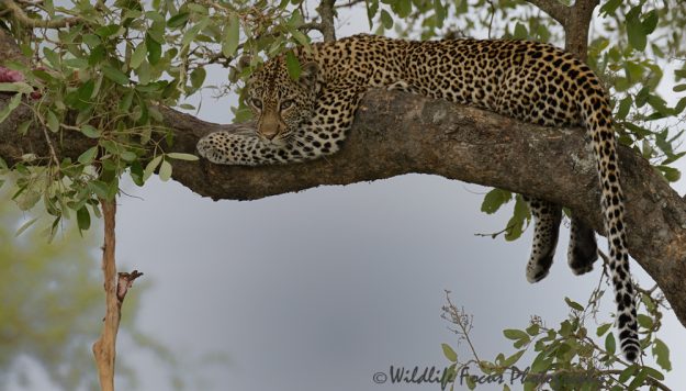 african leopardess looking with interest at the photographer