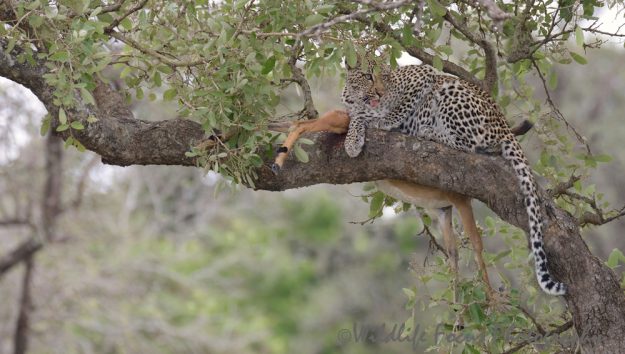 african leopard with her freshly caught impala kill