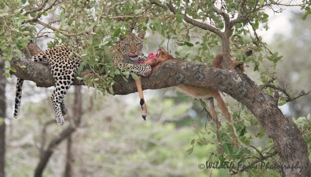 Leopard licking her lips after feeding on her impala kill